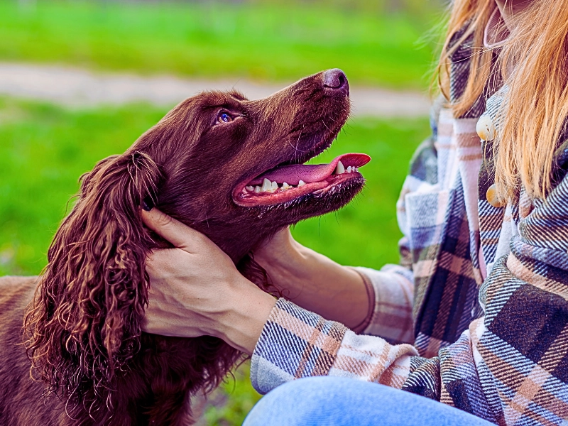 Close view of a woman petting her happy german spaniel with brown fur and opened mouth.