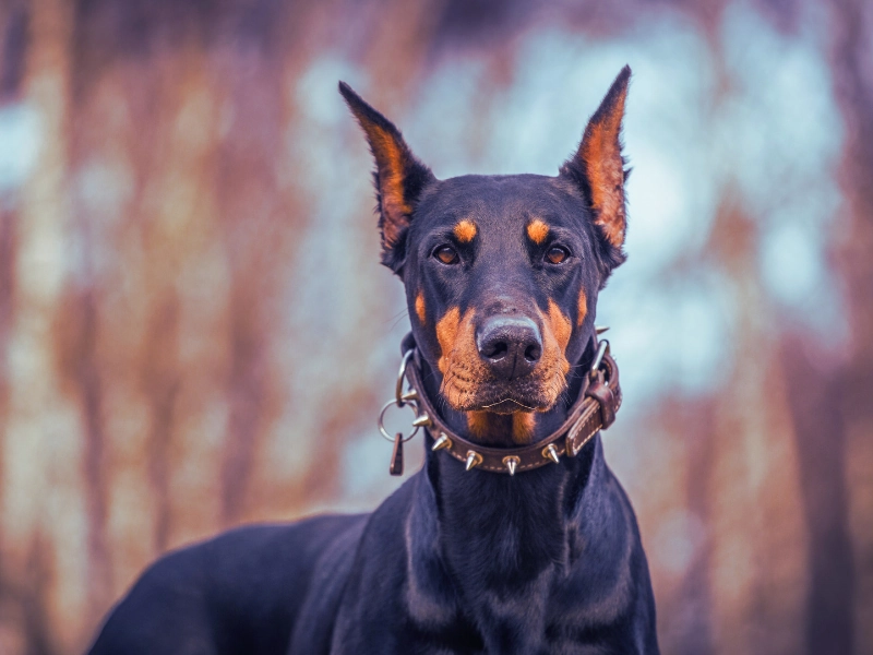 Doberman. how long after a dog bite can you sue